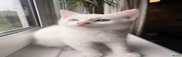 Mixed Breed cats for sale: Beautiful Kittens  - Advert 20