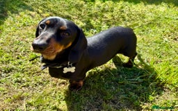 Dachshund dogs for sale: Black & Cream, Chocolate & Cream Dachshund Puppies - Image 4