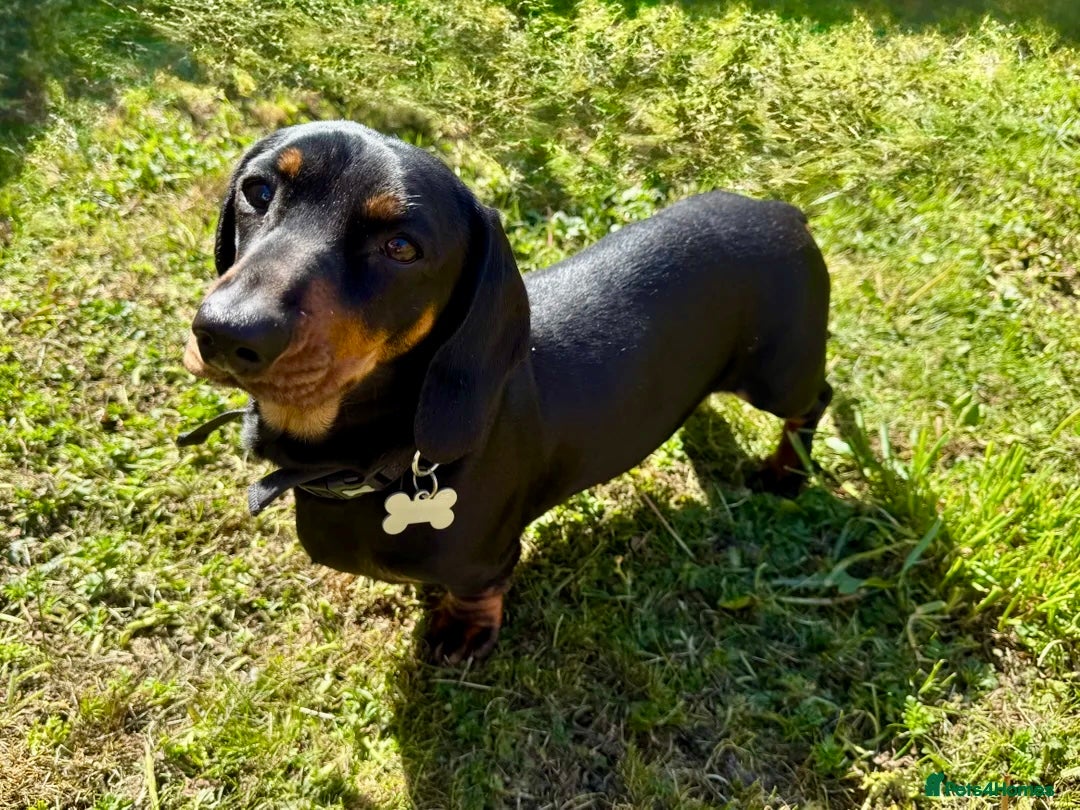 Dachshund dogs for sale: Black & Cream, Chocolate & Cream Dachshund Puppies - Image 4