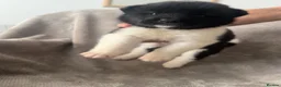 Akita dogs for sale: Beautiful Chunky American Akita Puppies - Advert 35