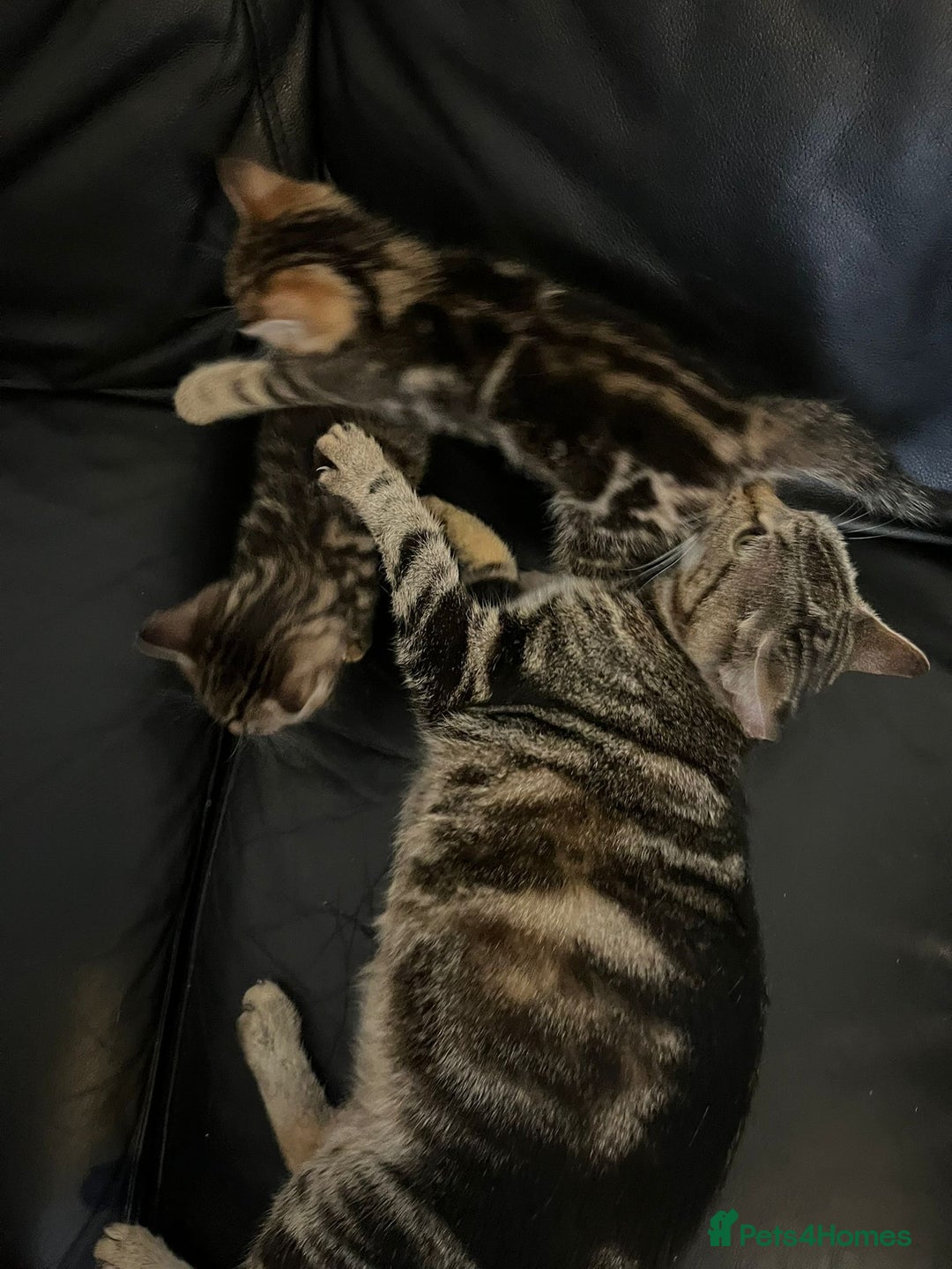 Mixed Breed cats for sale: Beautiful full marble/stripy kittens - Image 14