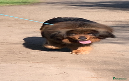 Tibetan Mastiff dogs for sale: 2 Wonderful Tibetan Mastiffs for rehoming - Image 9