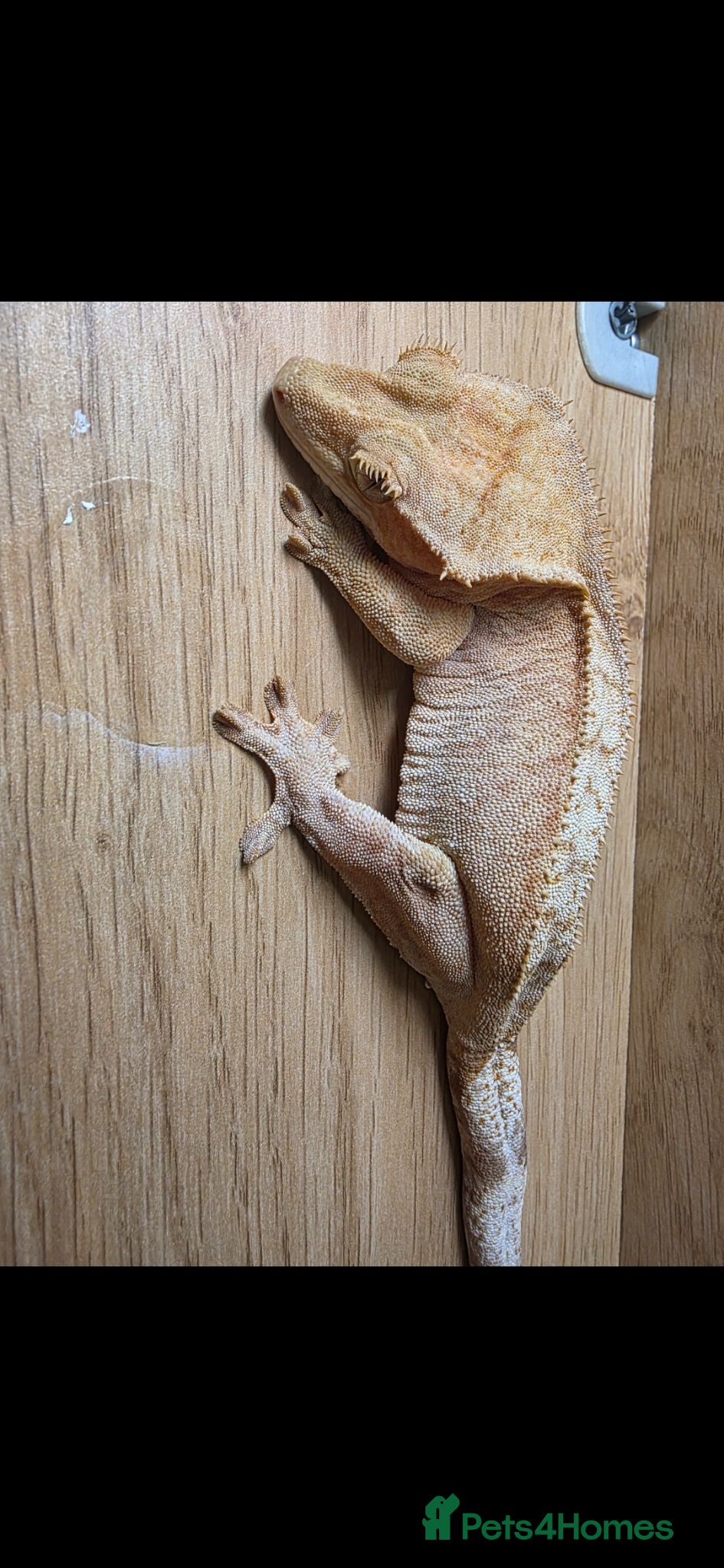 Gecko reptiles Female crested gecko - Advert 12