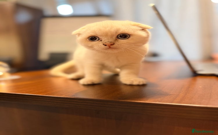 Scottish Fold cats - Advert 3