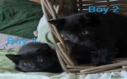Mixed Breed cats for sale: Kittens for sale - Image 5