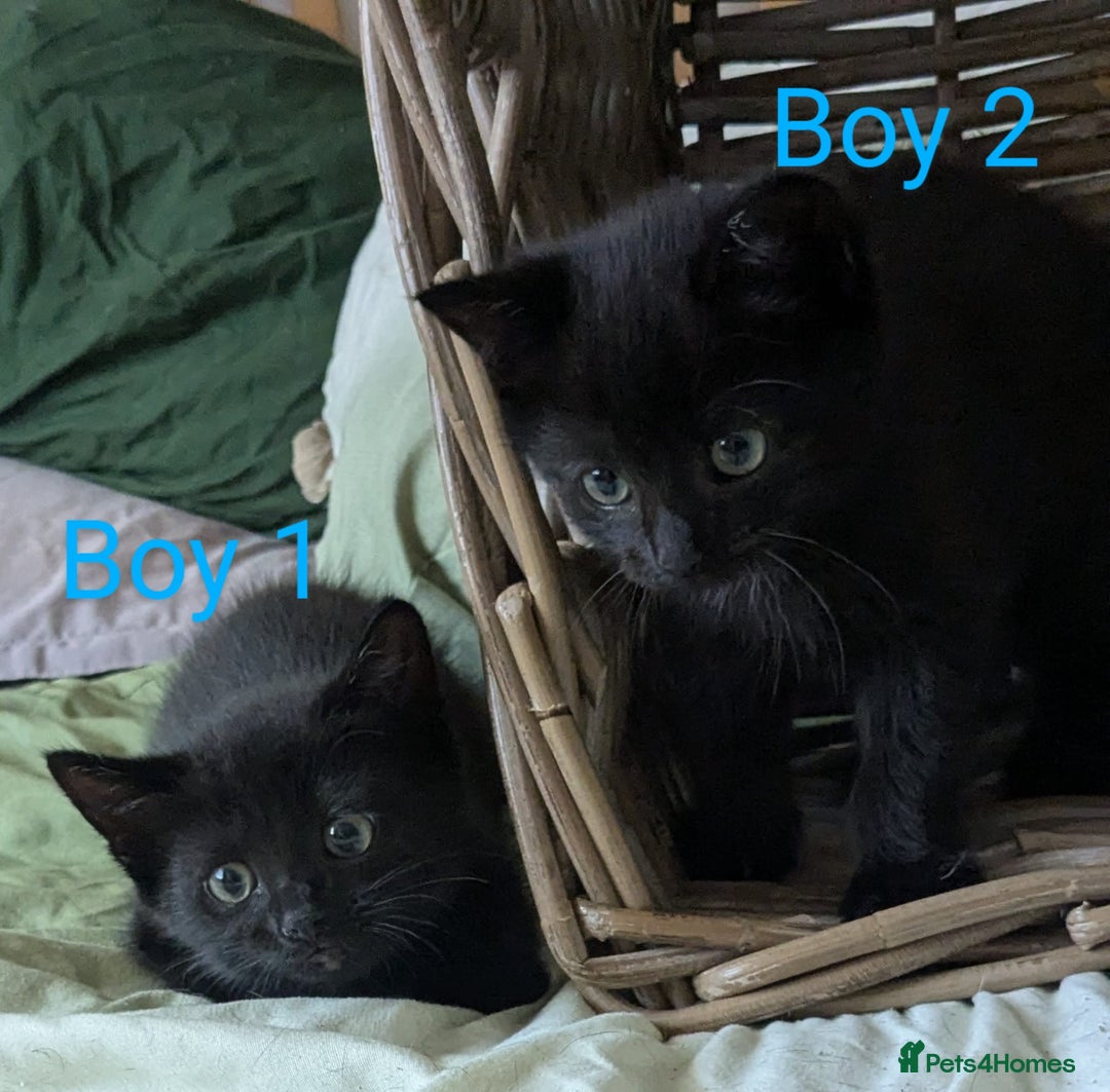 Mixed Breed cats for sale: Kittens for sale - Image 5