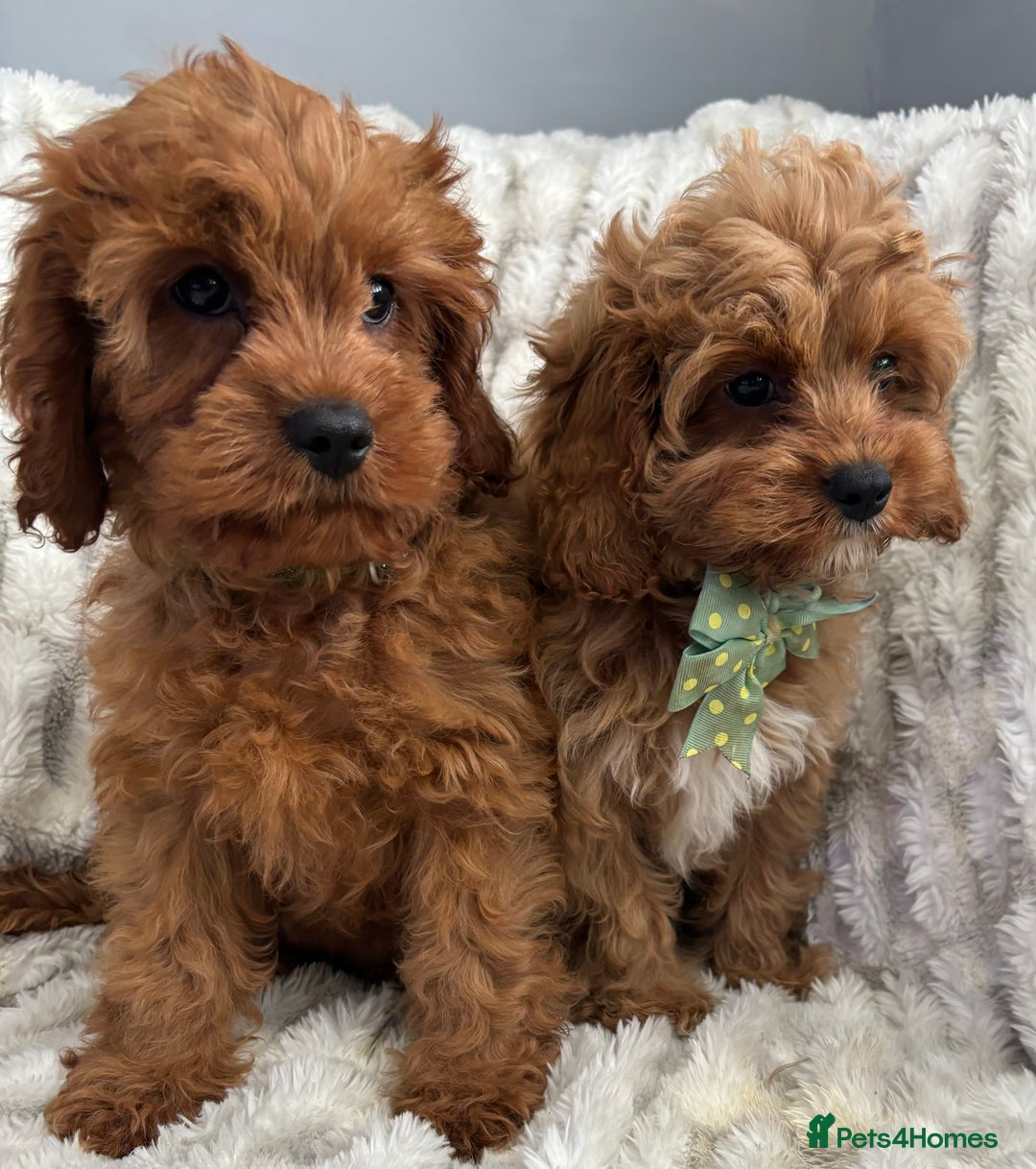 Cavapoo dogs for sale: F1 DEEP FOX RED EXTENSIVELY HEALTH TESTED BABIES  - Image 4