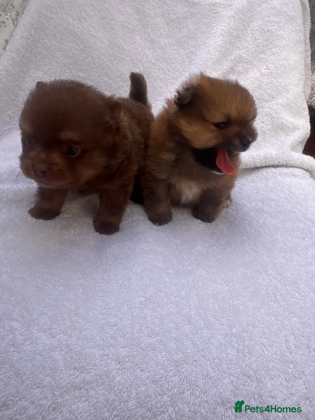 Pomeranian dogs for sale: Pomeranian - Advert 13