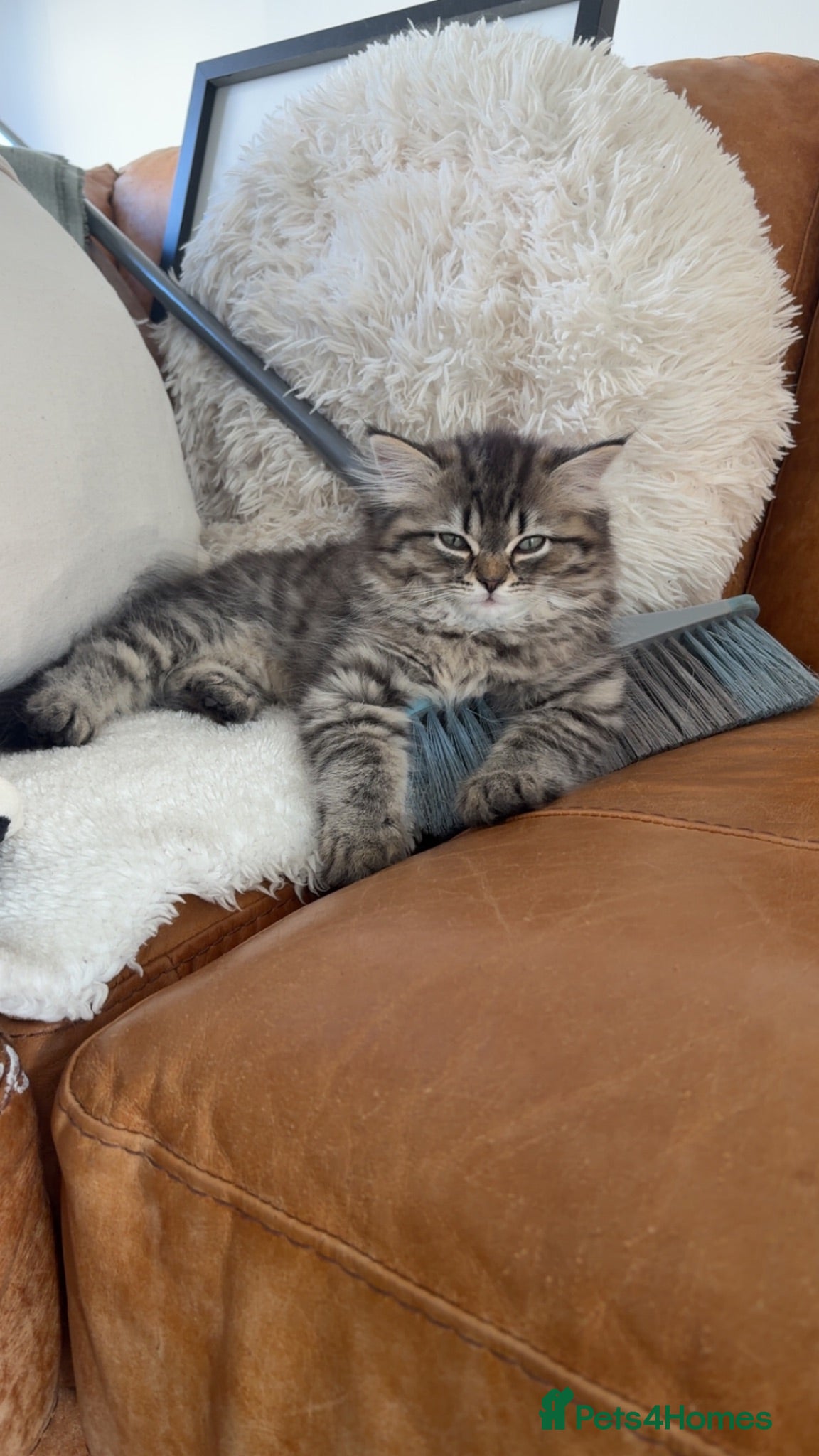 Persian cats Stunning Persian kittens 🫶🏽 - Advert 12