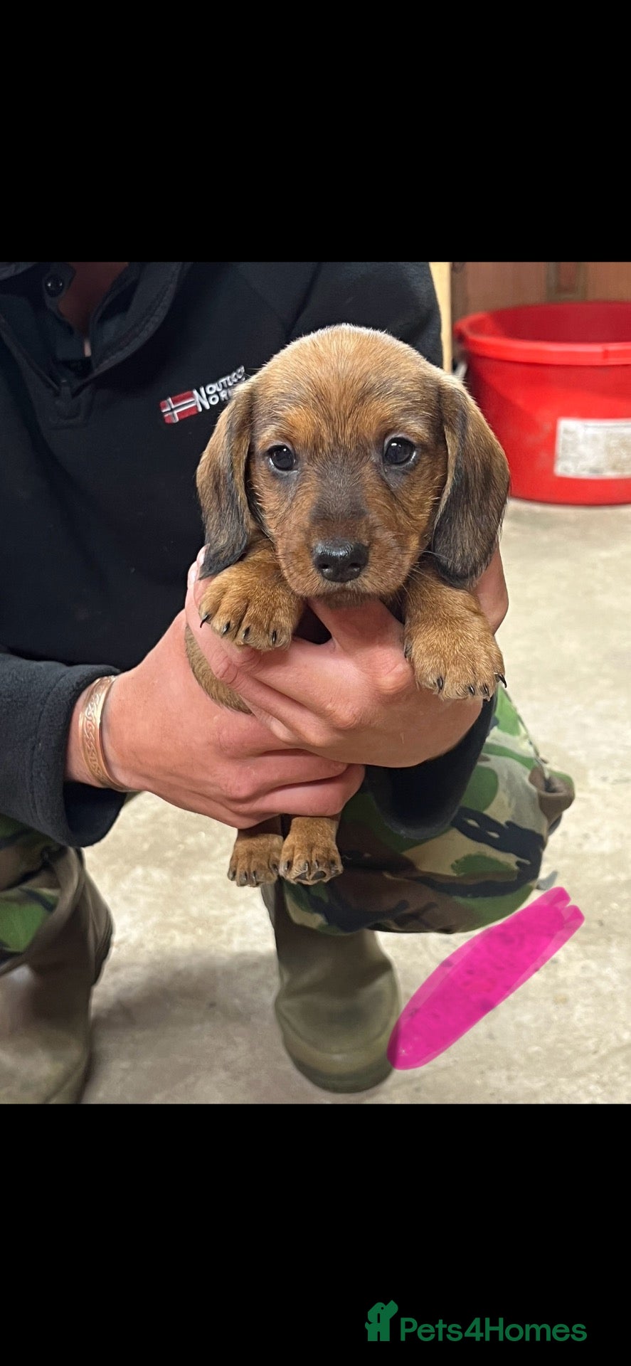 Dachshund dogs Teckel puppies for sale - Advert 6
