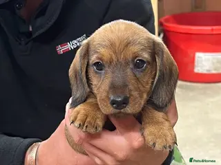 Dachshund dogs Teckel puppies for sale - Advert 6