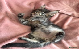 Maine Coon cats for sale: GCCF DNA Tested Male Maine Coon Kitten - Image 13