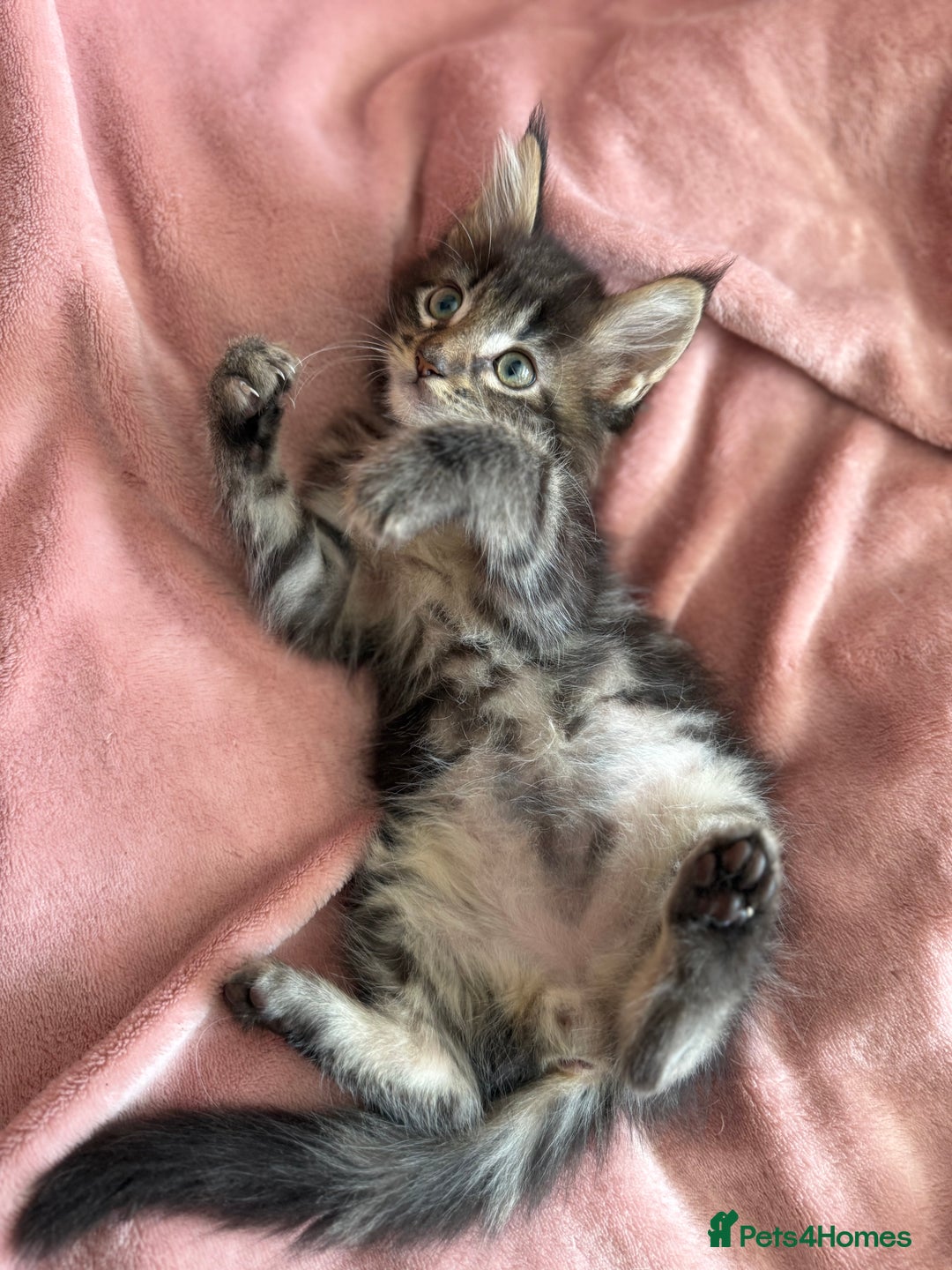 Maine Coon cats for sale: GCCF DNA Tested Male Maine Coon Kitten - Image 13