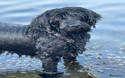 Portuguese Water Dog dogs for sale: ARTSEADOG KC registered Pure Portuguese Waterdogs - Image 19