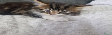 Siberian Kitten 2