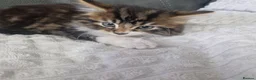Siberian cats for sale: Lovely kittens in Ashford - Advert 9