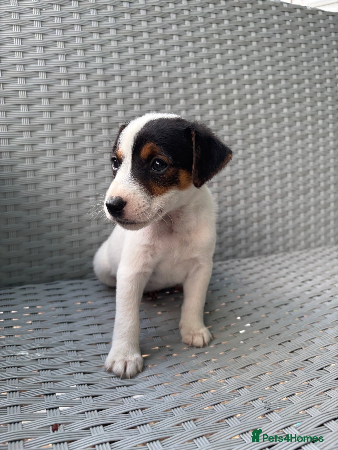 Jack Russell dogs for sale: 1 beautiful Jack Russell boy pup left   - Image 8