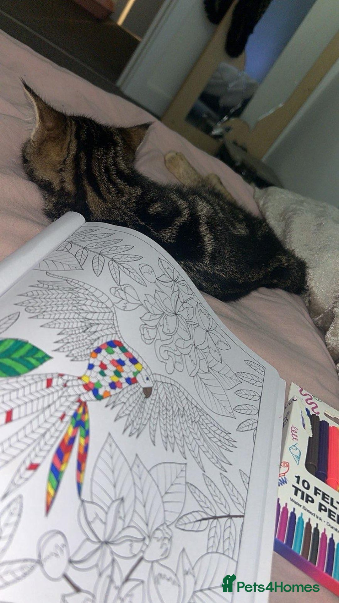 Mixed Breed cats for sale: Adorable Female kitten Siamese x - Advert 3