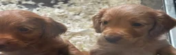 Cocker Spaniel dogs for sale: Working Cocker Spaniel Pups For Sale  - Advert 4