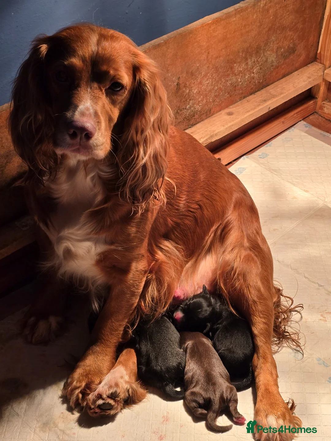 Cocker Spaniel dogs for sale: Cocker spaniel puppies  - Advert 2