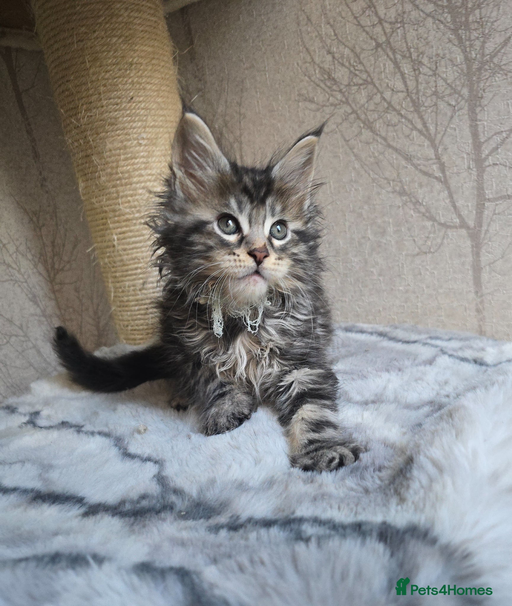 Maine Coon cats LAST 2 BOYS!! TiCA Registered Maine Coon Kittens - Advert 1