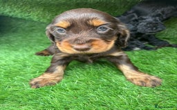 Cocker Spaniel dogs for sale: KC DNA SHOW TYPE COCKER SPANIEL!!  - Image 12