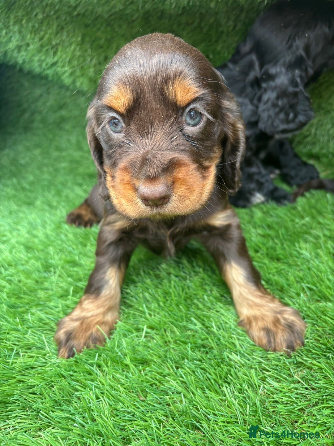 Cocker Spaniel dogs for sale: KC DNA SHOW TYPE COCKER SPANIEL!!  - Image 12