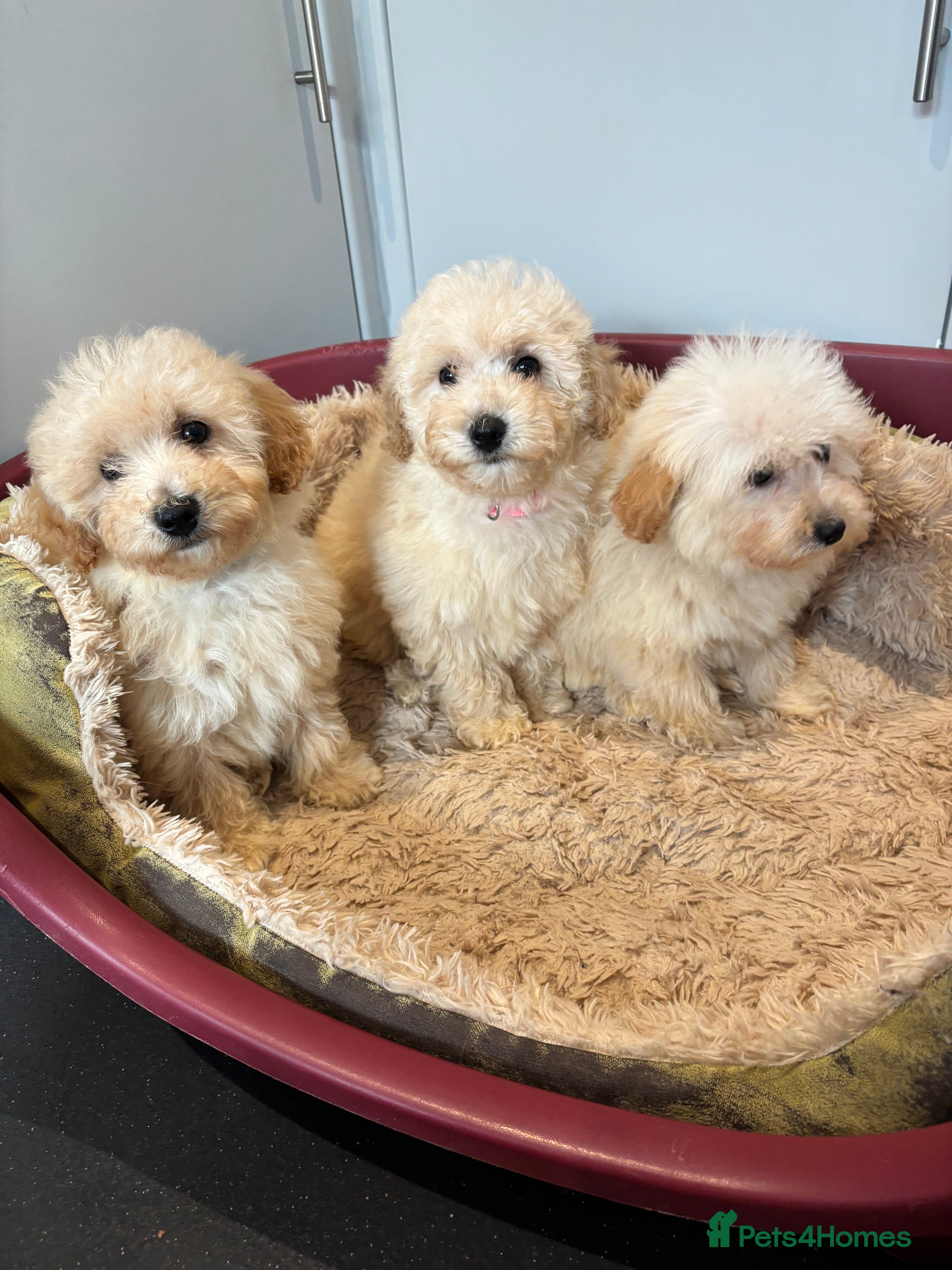 Poochon dogs Beautiful f1 poochon puppys READY NOW!!! - Advert 17