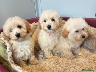 Poochon dogs Beautiful f1 poochon puppys READY NOW!!! - Advert 17
