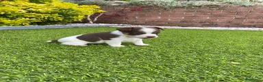 Jack Russell 1