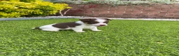 Jack Russell dogs for sale: Gorgeous Miniature Jack Russell Puppies  - Advert 12