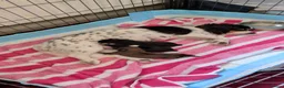 Mixed Breed dogs for sale: Cavajack x Pomeranian puppies  in Dereham - Advert 1