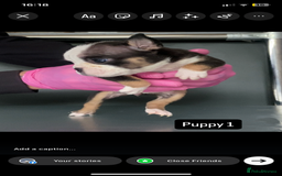English Bulldog dogs for sale: KC registered English Bulldog Puppies  - Image 7