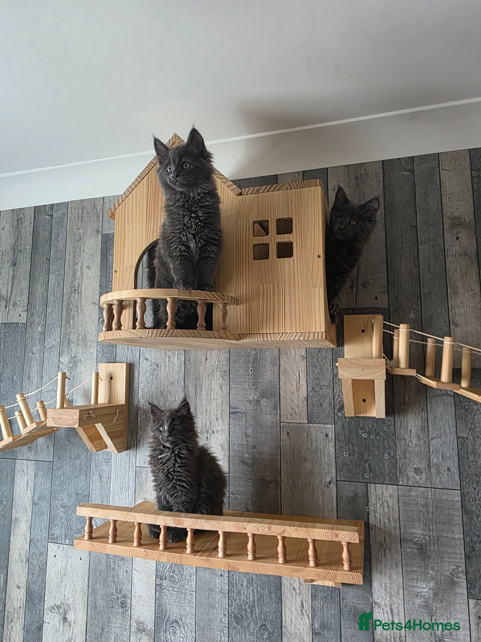 Maine Coon cats PURE MAINE COON - 3 Kittens left - Advert 3