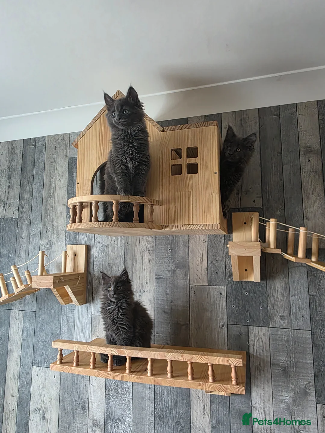 Maine Coon cats for sale: MAINE COON 2 boys left - Advert 1