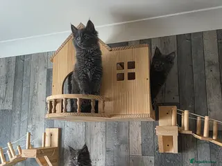 Maine Coon cats PURE MAINE COON - 3 Kittens left - Advert 3