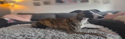 Whippet dogs for stud: Barney - Advert 3