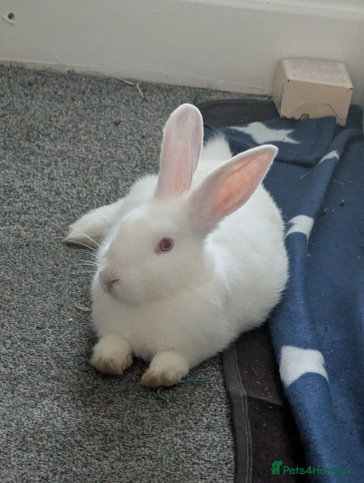 Mixed Breed rabbits Carol - Advert 2
