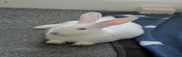 Mixed Breed rabbits for sale: Carol - Advert 1