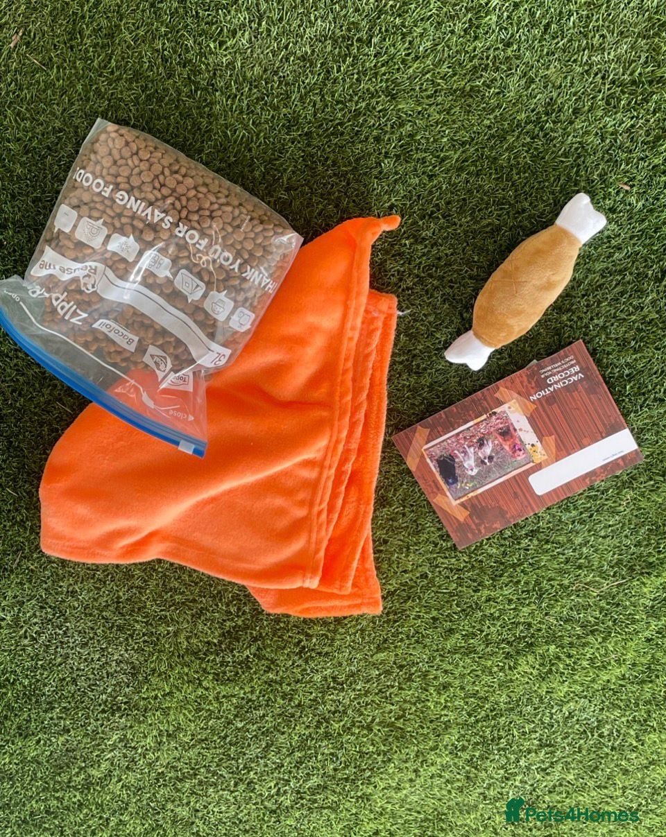 Cockapoo dogs for sale: ⭐️Beautiful Minature Cockapoos⭐️ - Advert 11