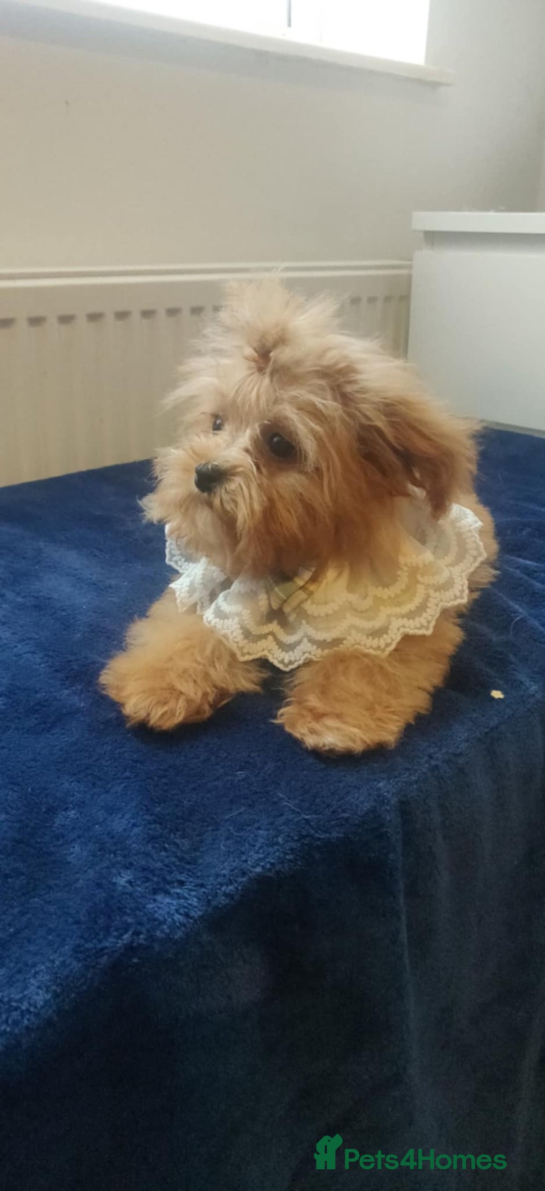 Maltipoo dogs for sale: Maltipoo puppys looking for loving home - Image 15