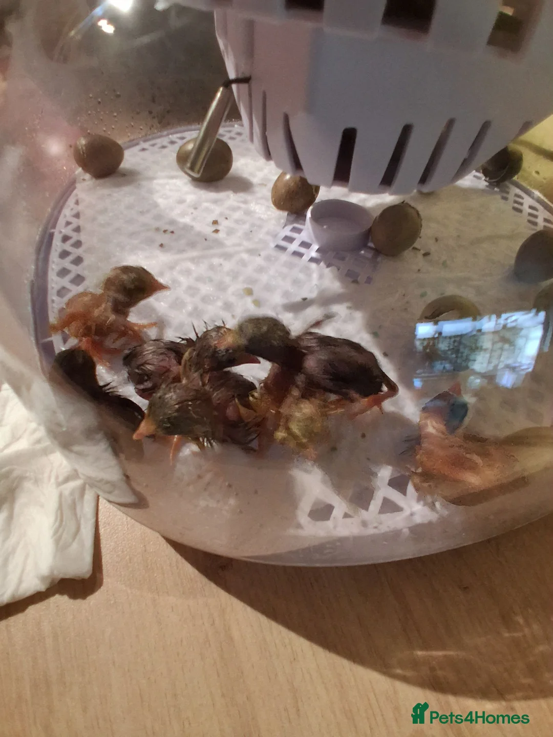 Quail poultry for sale: 10 day old button quail  - Advert 1