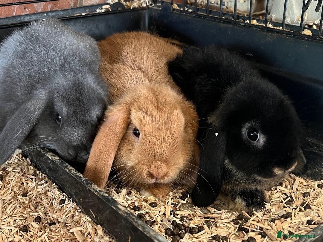 Mini Lop rabbits for sale: Two Mini Lop with Plush Baby Boys - Image 30