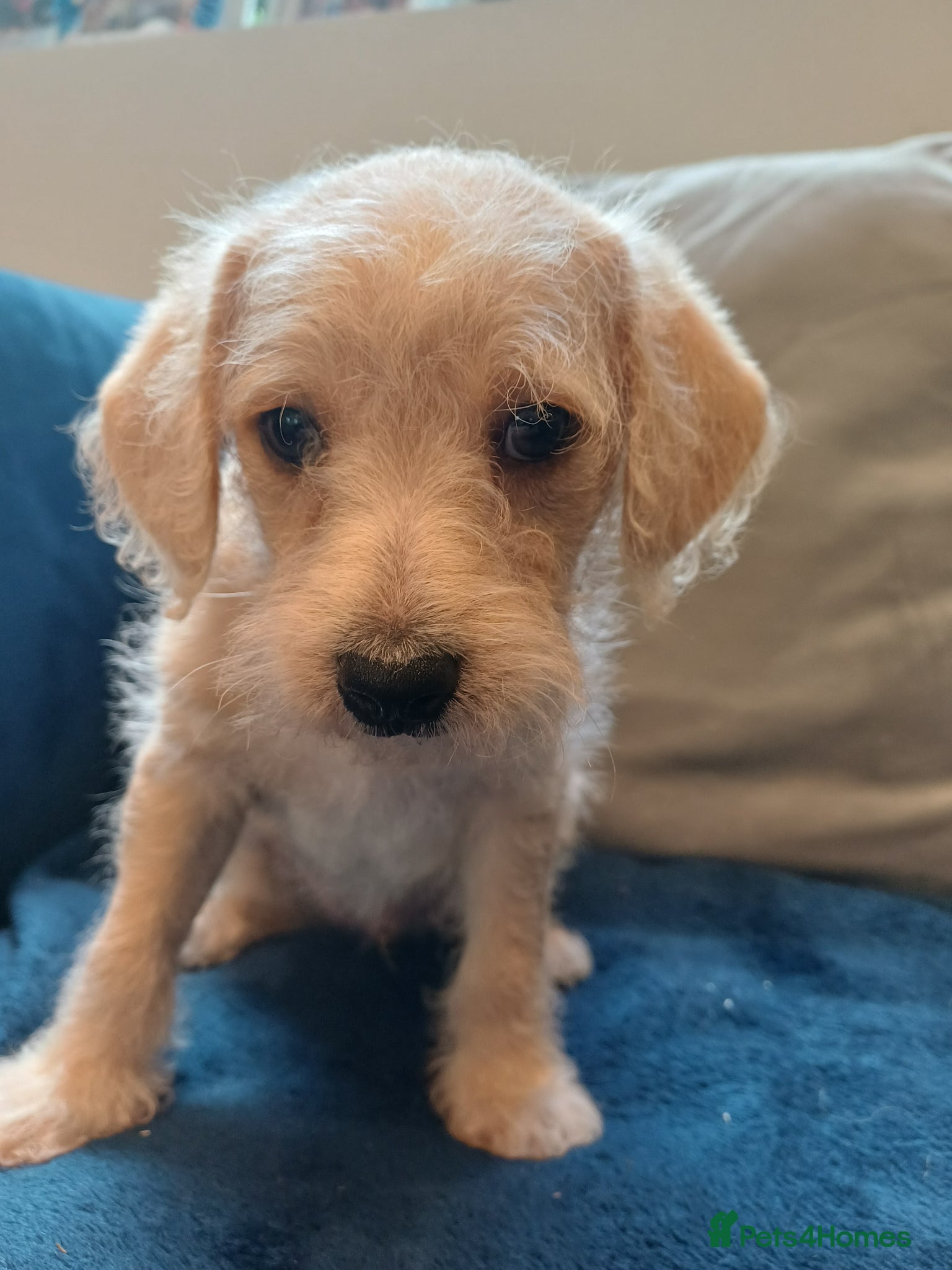 Schnoodle dogs Schnoodles 2x boy and 1x girl  - Advert 5