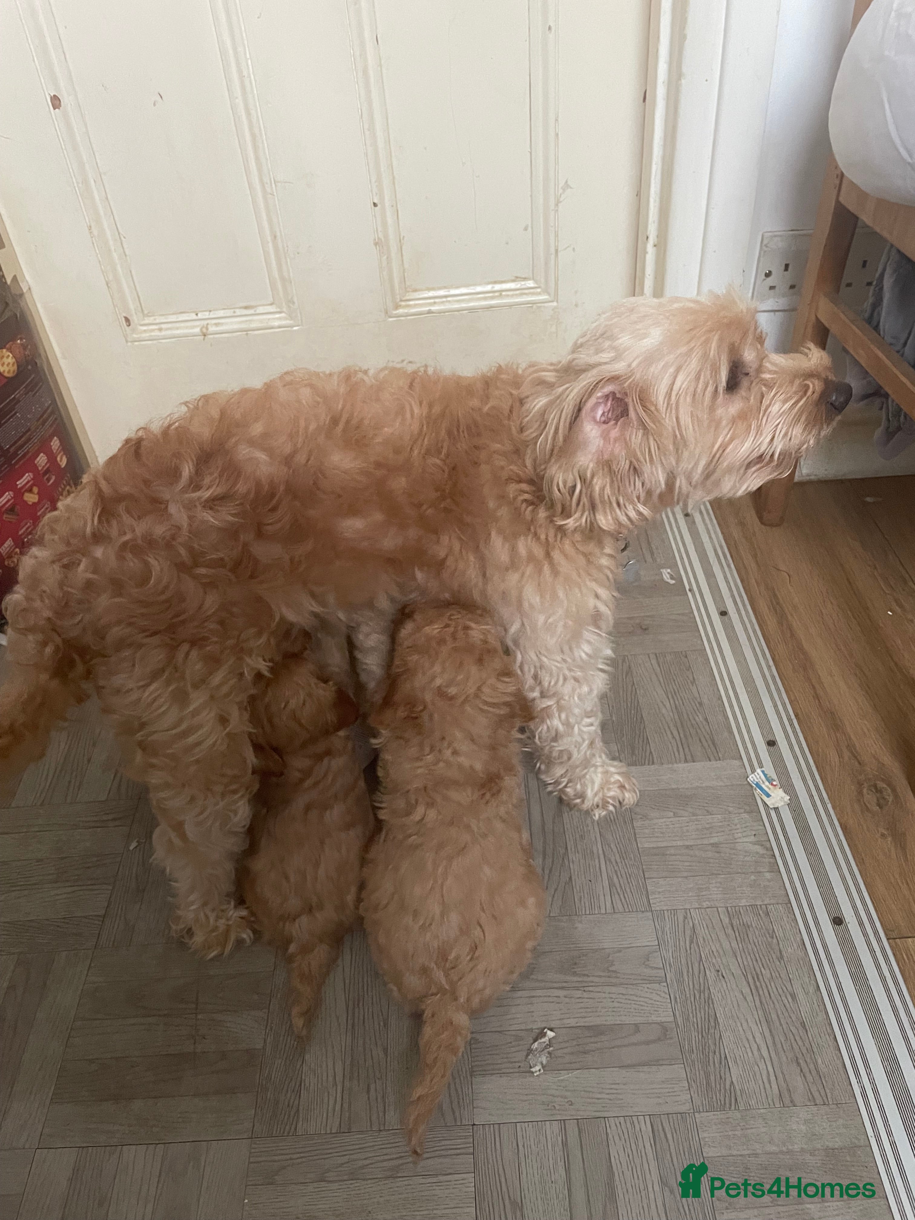 Cavapoo dogs F2 toy Cavapoo - Advert 3