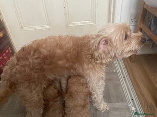 Cavapoo dogs F2 toy Cavapoo - Advert 3