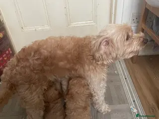 Cavapoo dogs F2 toy Cavapoo - Advert 17