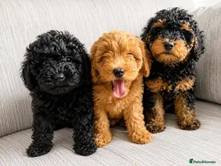 Schnoodle dogs **Ready to leave** Beautiful Schnoodle Pups - Advert 1