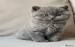 British Shorthair cats for sale:  British Blue kittens - Image 2