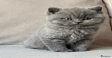 British Shorthair cats - Advert 14
